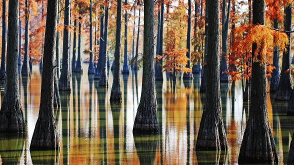 新洲涨渡湖湿地冬日美景