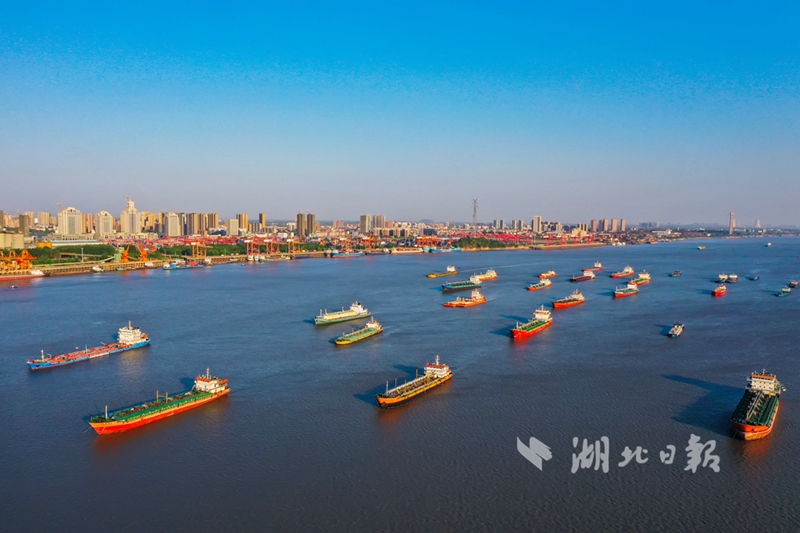 2019年9月21日,长江武汉段阳逻港附近水域百舸争流.