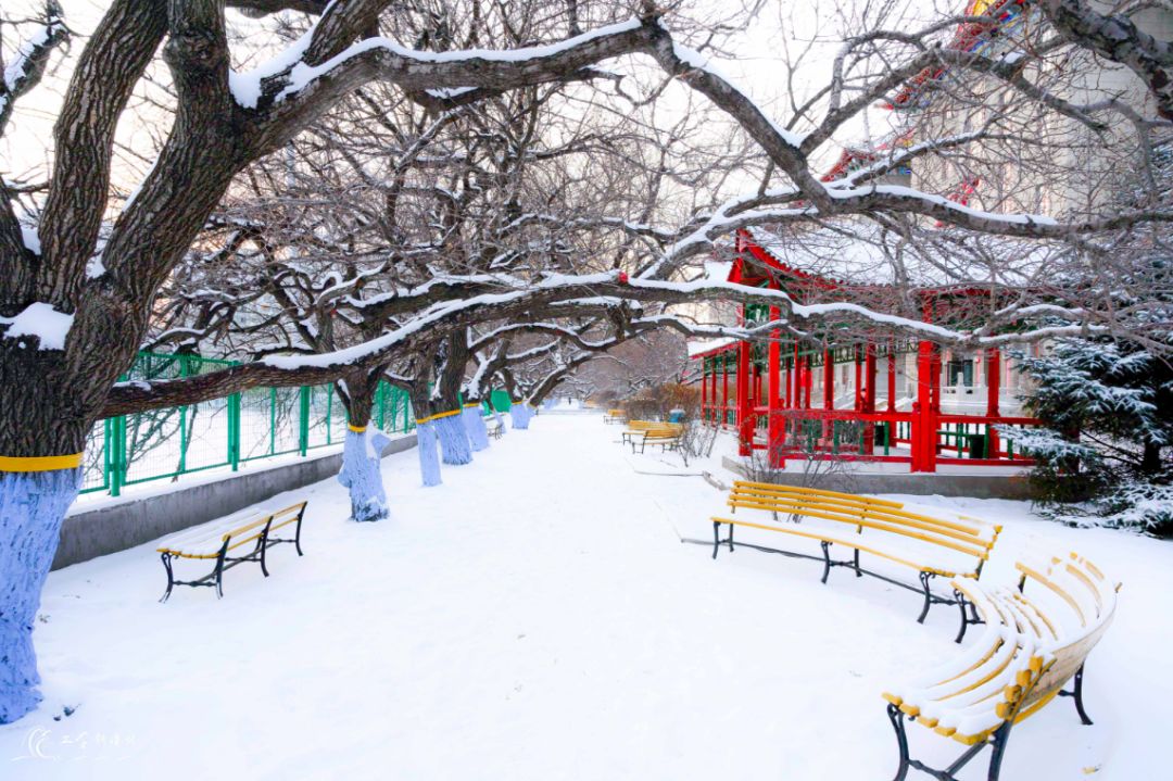 秋冬之交，這些高校太美了！飛雪與繁花同現(xiàn)(圖6)