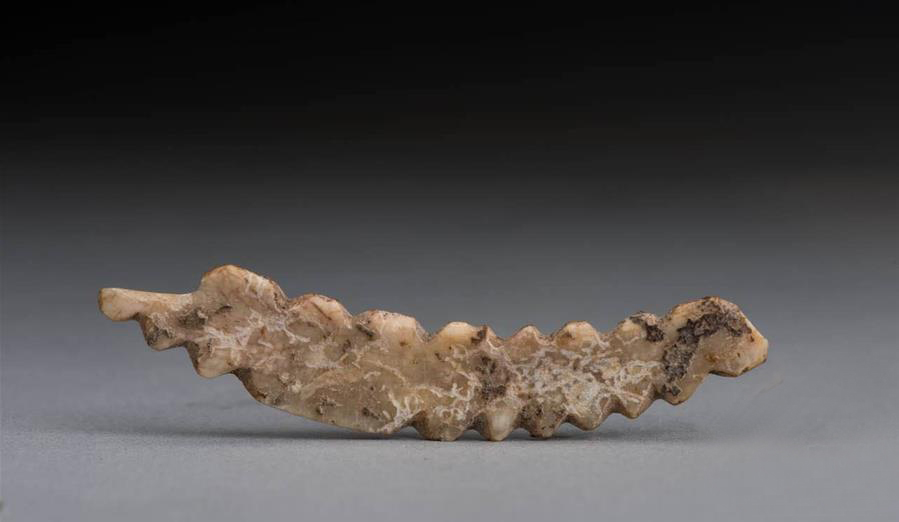 郑州考古实证5000多年前中国先民已育蚕制丝