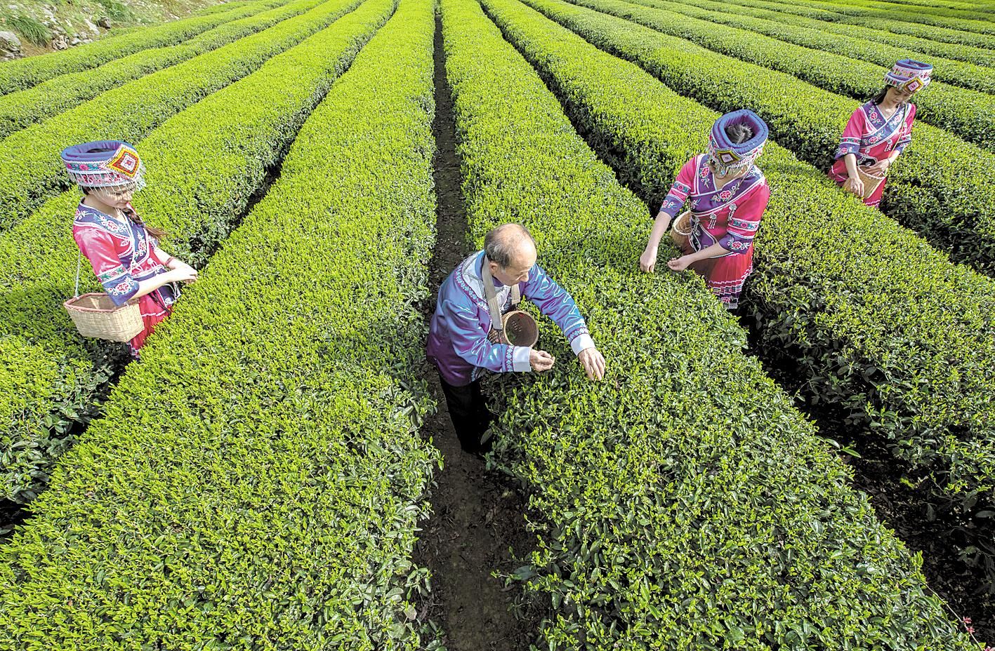 万亩茶园已成为恩施州人民脱贫的主导产业之一