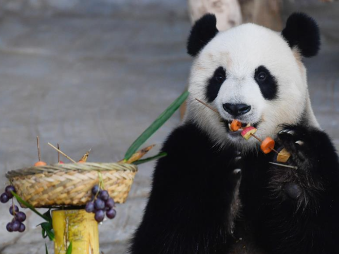 大熊猫“撸串”迎新年 