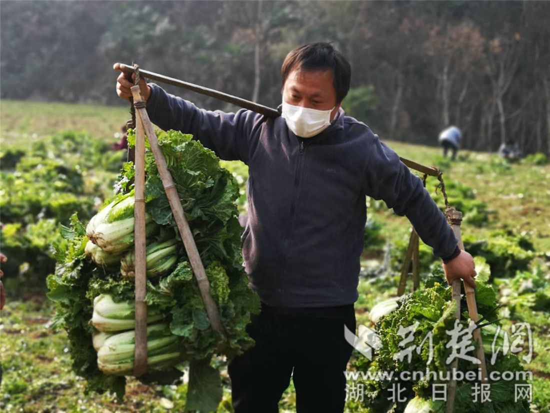 35000斤“百家菜”！宜都白家淌村民捐赠3万多斤蔬菜驰援“双宜”城区