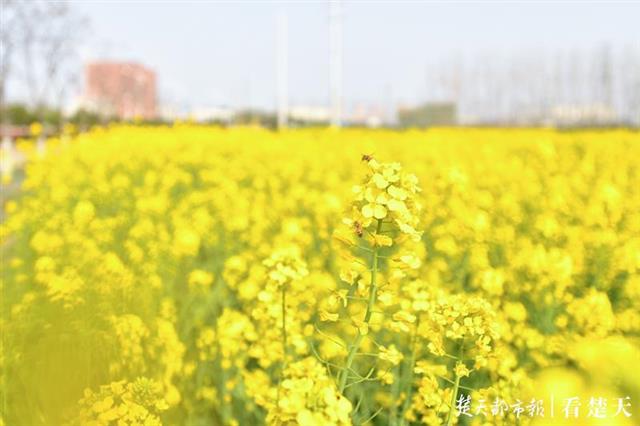 满城繁花似锦，昂首撑起武汉的春天！(图1)