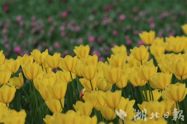 武汉植物园门票价格多少?中科院武汉植物园旅游攻略（什么时候去好玩？带图片）(图4)