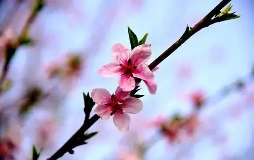 今日驚蟄，春雷一聲，驚醒芳華(圖5)