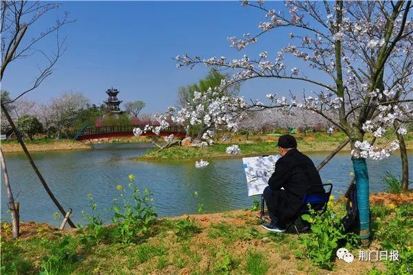 钱青山 摄初樱动时艳,擅藻灼辉芳.缃叶未开蕾,红花已发光.