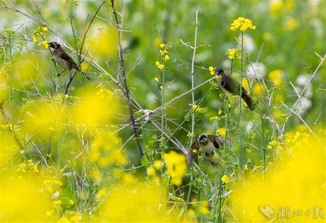 春暖花開(kāi)采花忙