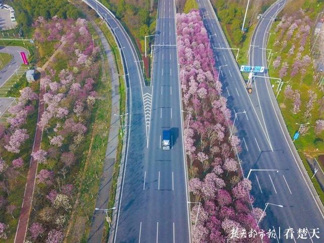 满城繁花似锦，昂首撑起武汉的春天！(图8)