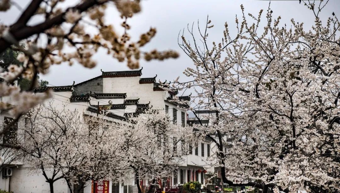 今日惊蛰，春雷一声，惊醒芳华(图15)