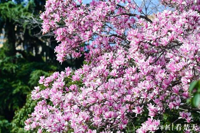 满城繁花似锦，昂首撑起武汉的春天！(图5)