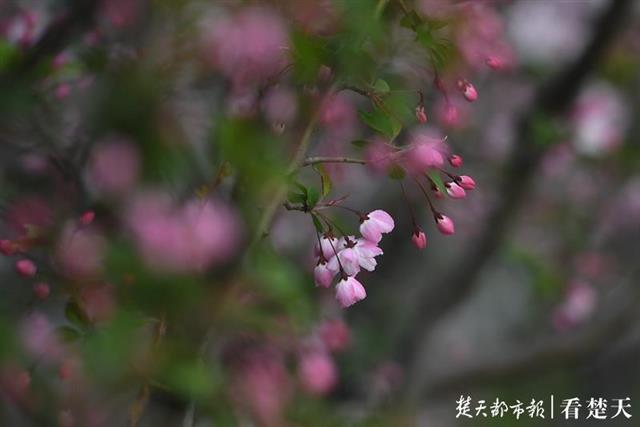 满城繁花似锦，昂首撑起武汉的春天！(图10)