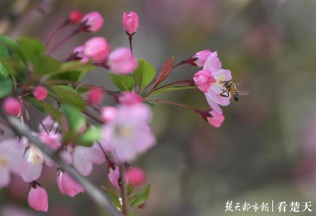 满城繁花似锦，昂首撑起武汉的春天！(图9)