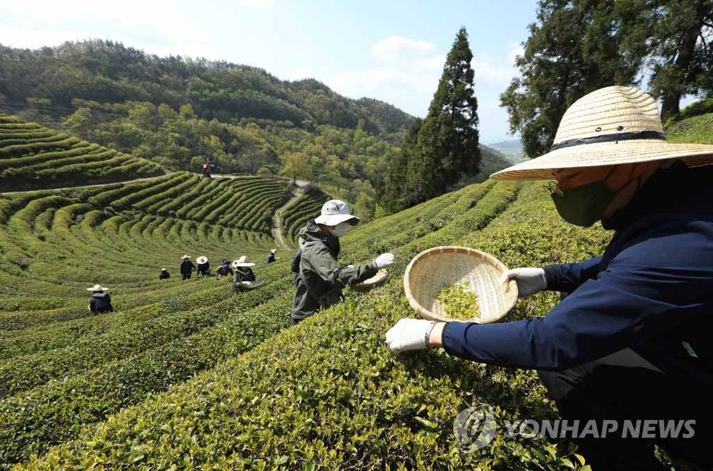 韩国全南春日采茶忙组图