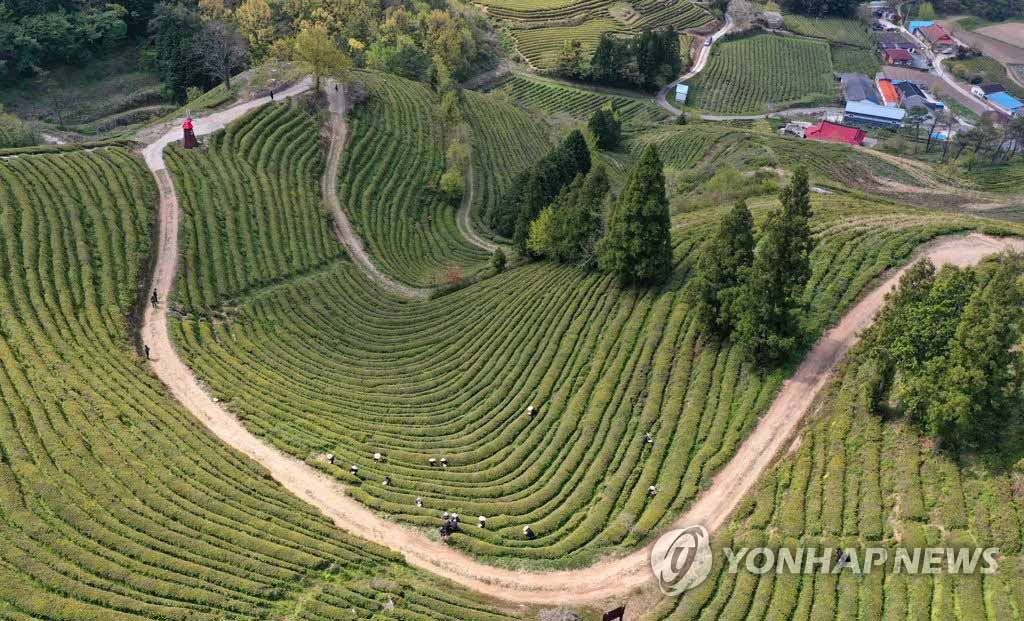 韩国全南春日采茶忙组图