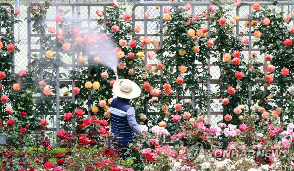 韩国大学玫瑰园景色美不胜收