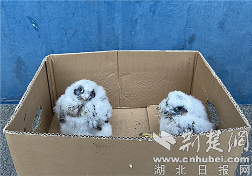 两只雏鸟为凤头鹰的幼崽.通讯员供图