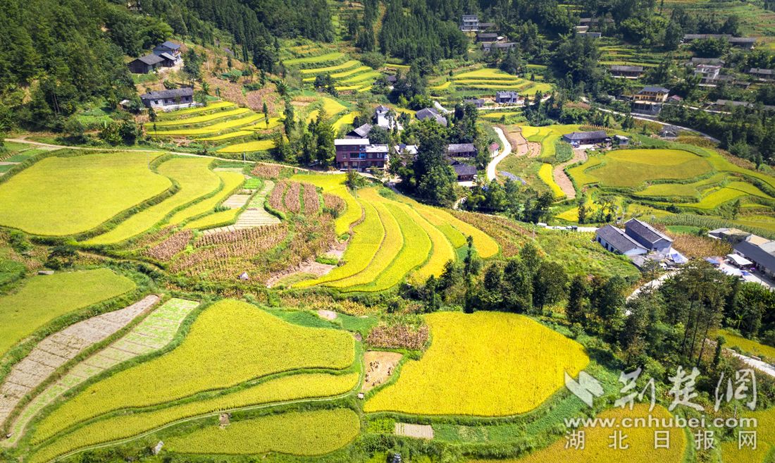 周英芳,黄海)5月8日,宣恩县佳珑农业发展有限公司与宣恩县沙道沟镇