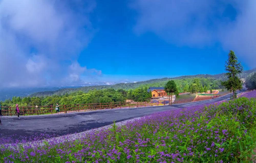 野三关森林花海