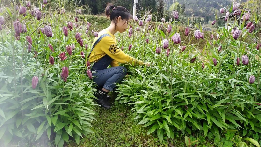 恩施大学生宣恩深山寻药 打造中药百草园