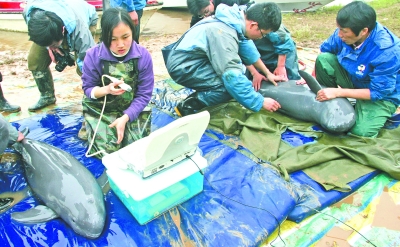 非法猎捕后果很严重 长江江豚拟升级为一级“国宝”