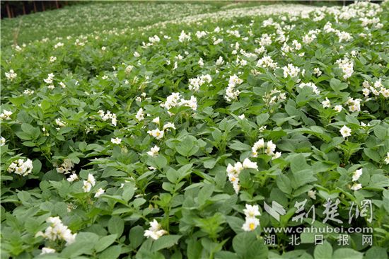 建始县官店镇陈子山村洋芋花开.通讯员 供图