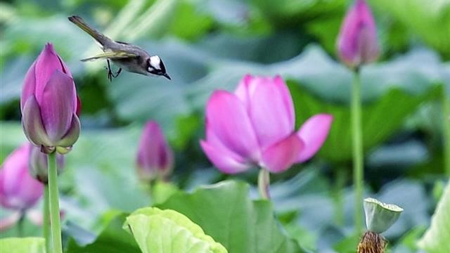荷花丛中的生态风景画：荷花仙子遇上白头翁