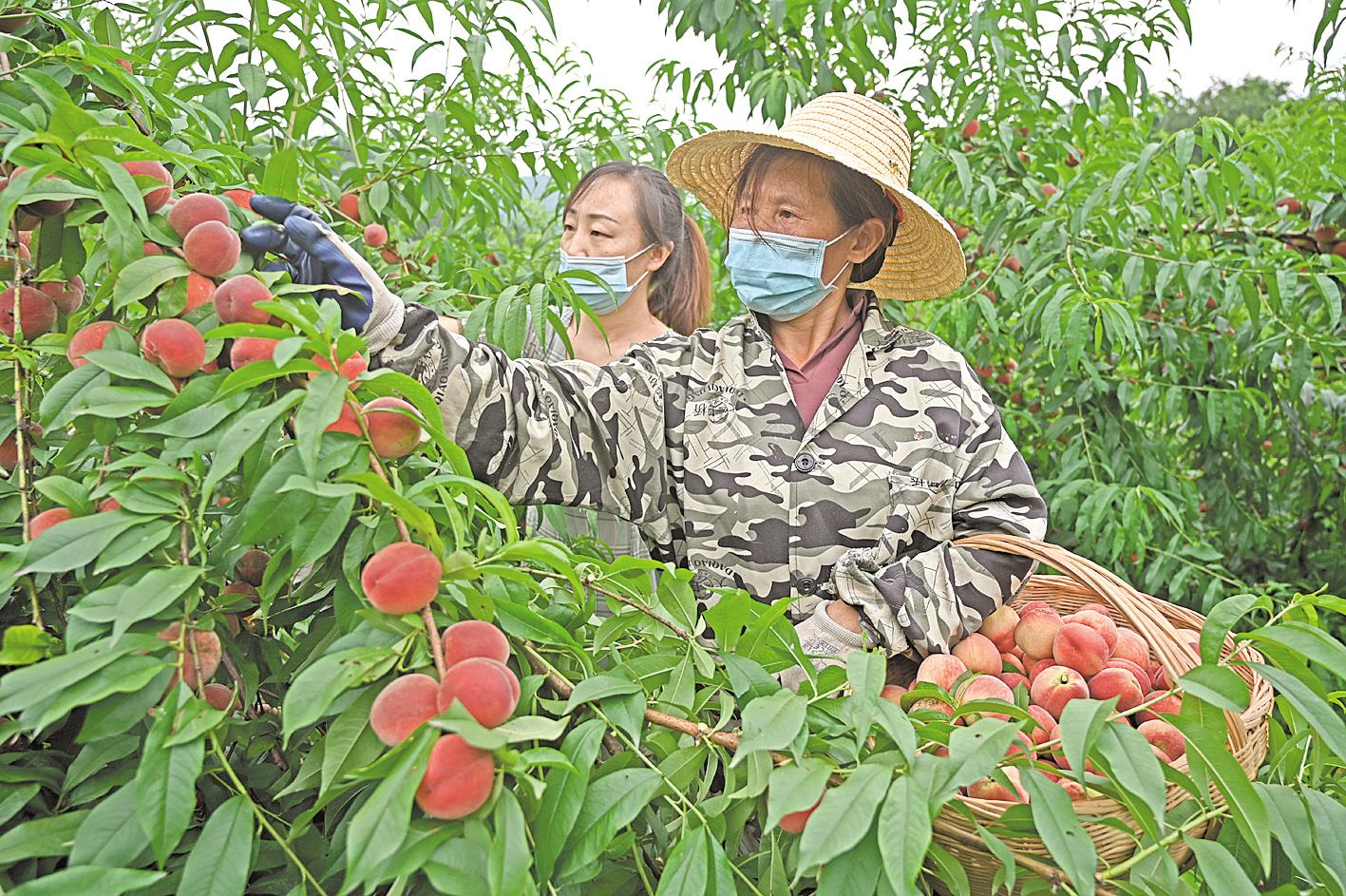 兴特色产业酿甜蜜生活在远安县花林寺镇看一村一品