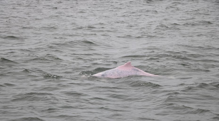广东雷州湾频见“海上大熊猫”中华白海豚 