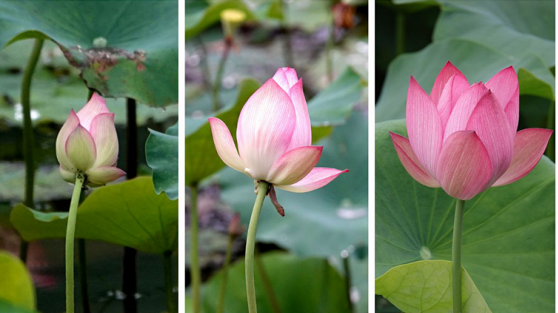 十堰这里的荷花美爆了，快来打卡吧