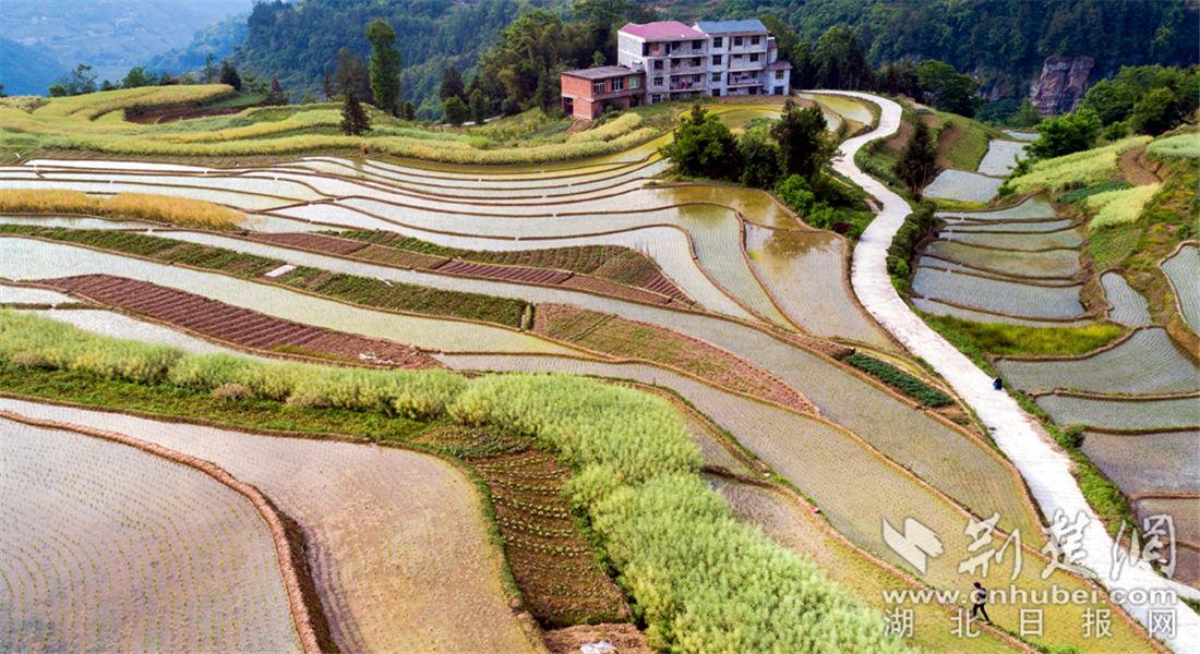 湖北利川：支羅梯田風(fēng)光美麗如畫（圖）(圖1)