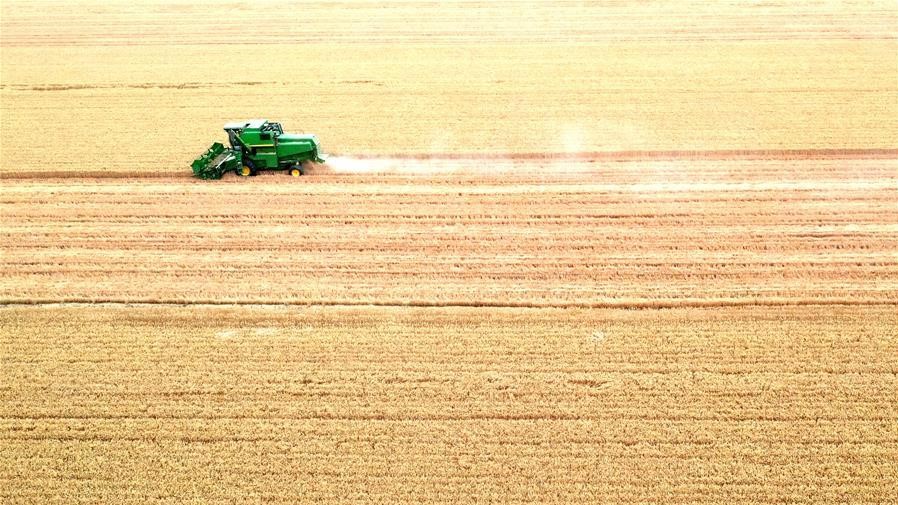 金色田野里“瞰”麦收