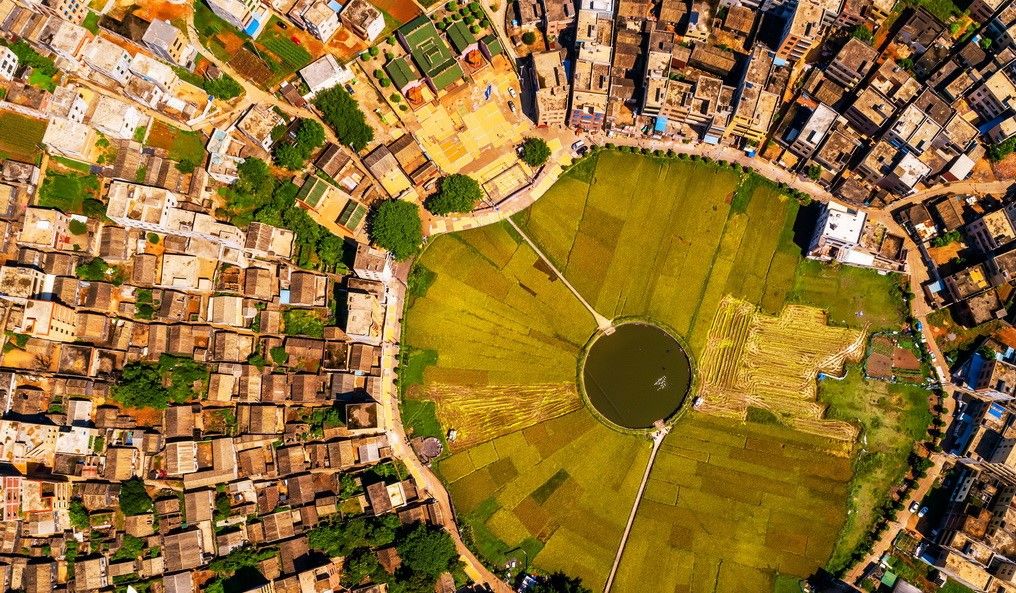 海口文毓古村太极田开割