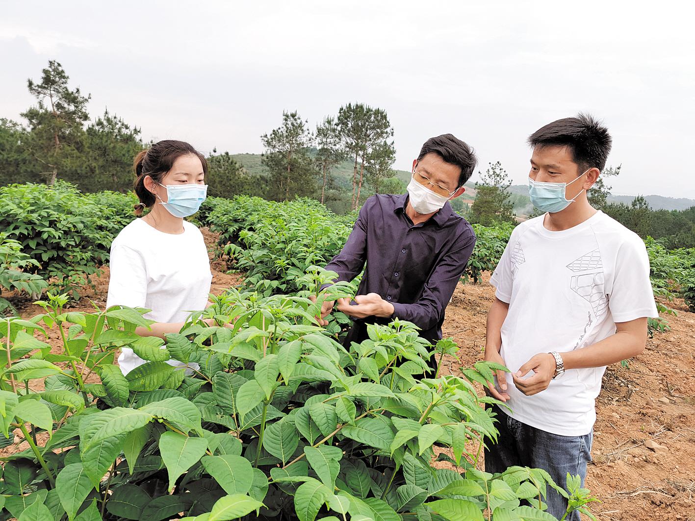 阳新中药材种植带动农户增收