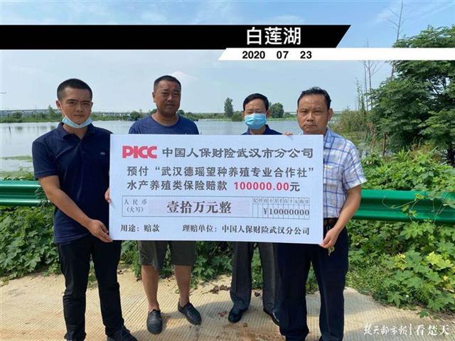 |已赔付1656.96万元！武汉灾后农业保险理赔启动