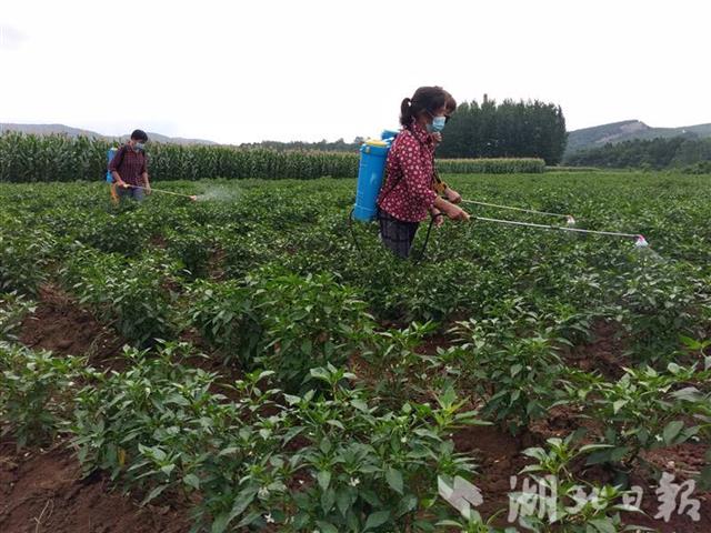 |丹江口市蒿坪镇：现代农业产业园联合党支部为企业解难题