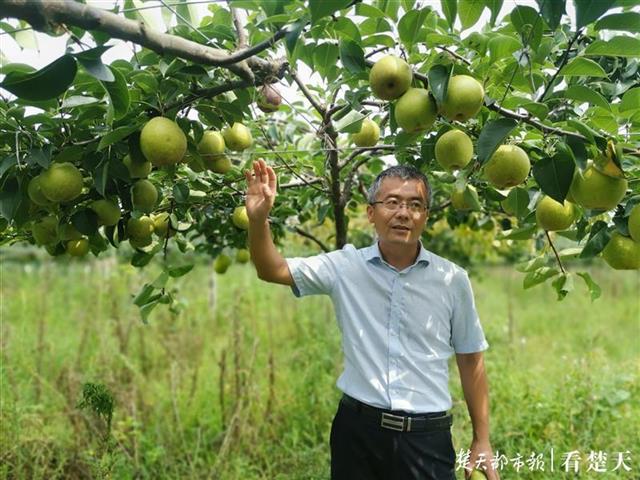 |城里来的杨博士成了“梨子特派员”，带动350亩梨园梨子上市