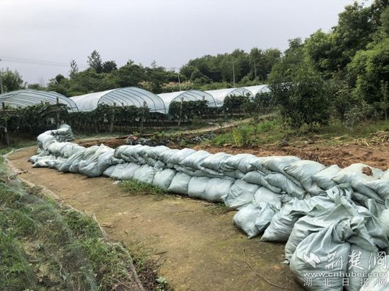 |葡萄采摘园经营人王顺胜：我不会坐等救助，我要尽己所能挽救损失