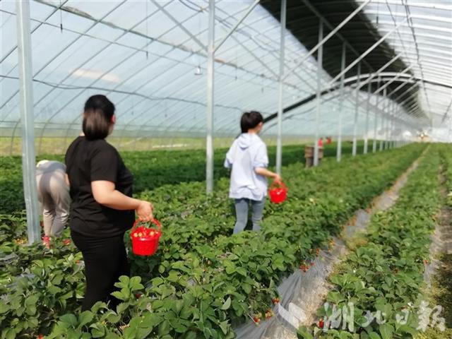 |丹江口市蒿坪镇：现代农业产业园联合党支部为企业解难题