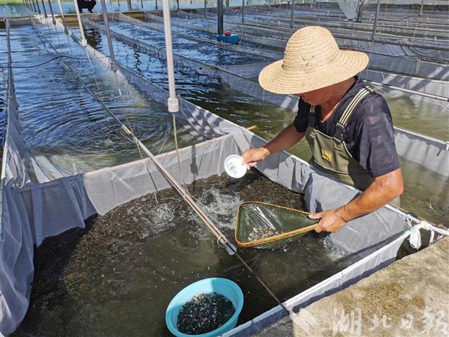 |洪湖向受灾渔民免费发放总价值80万元的3250万尾鱼苗