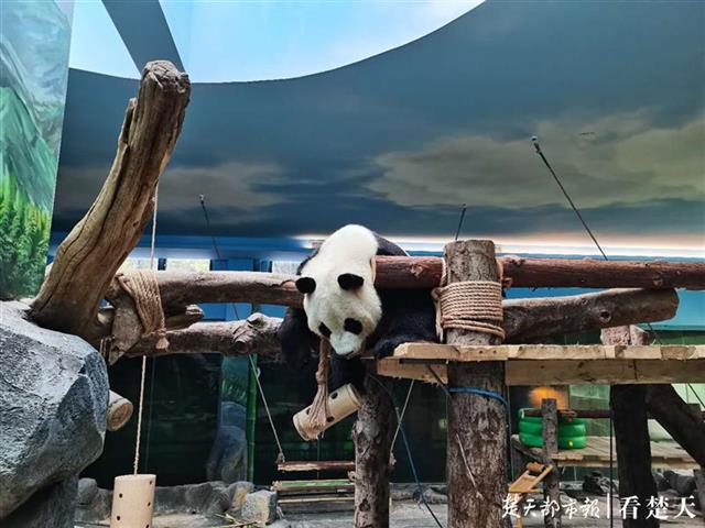 |大熊猫来汉一周年啦！进食从饲养员喊破嗓子到主动就餐