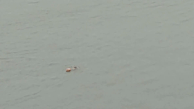 |汛期还有人冒险渡江，海事部门：“野渡”违规注意安全