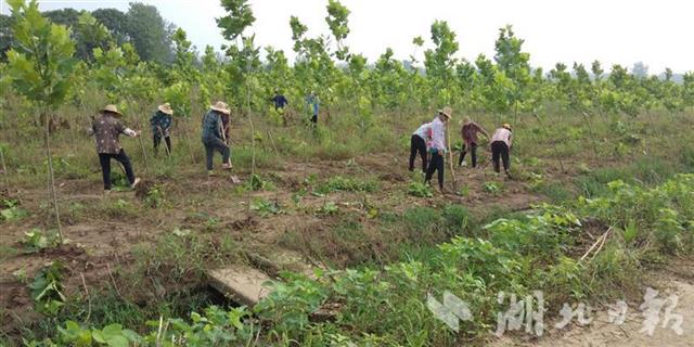 |湖北林业生产自救见闻：让“绿色”不在洪涝中褪色