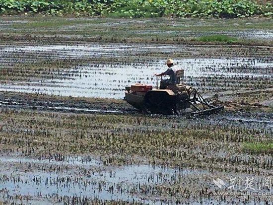 |阳新积极开展灾后农业生产自救