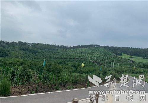 |老河口市下四河淤村依托产业发展助力乡村振兴