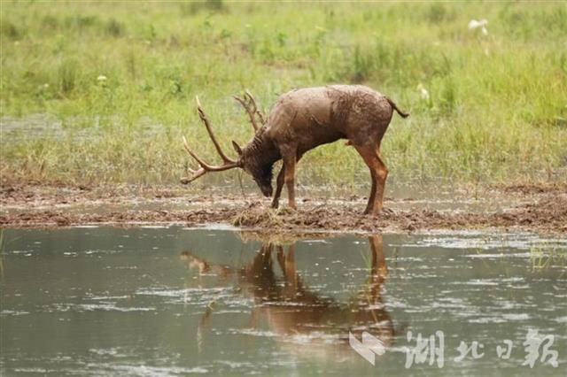 |转移！石首麋鹿保护区大部分麋鹿被引入“安全区”