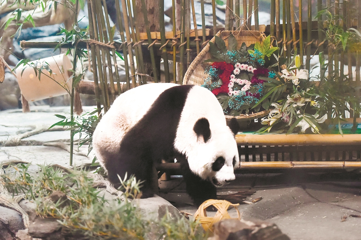 |吃好喝好心宽体胖雅安大熊猫来汉一年乐不思蜀