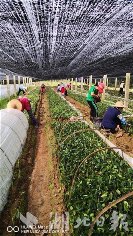 |湖北林业生产自救见闻：让“绿色”不在洪涝中褪色