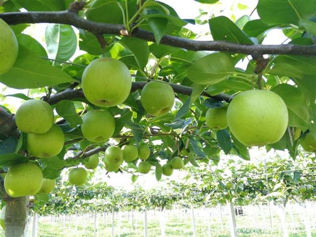 |城里来的杨博士成了“梨子特派员”，带动350亩梨园梨子上市