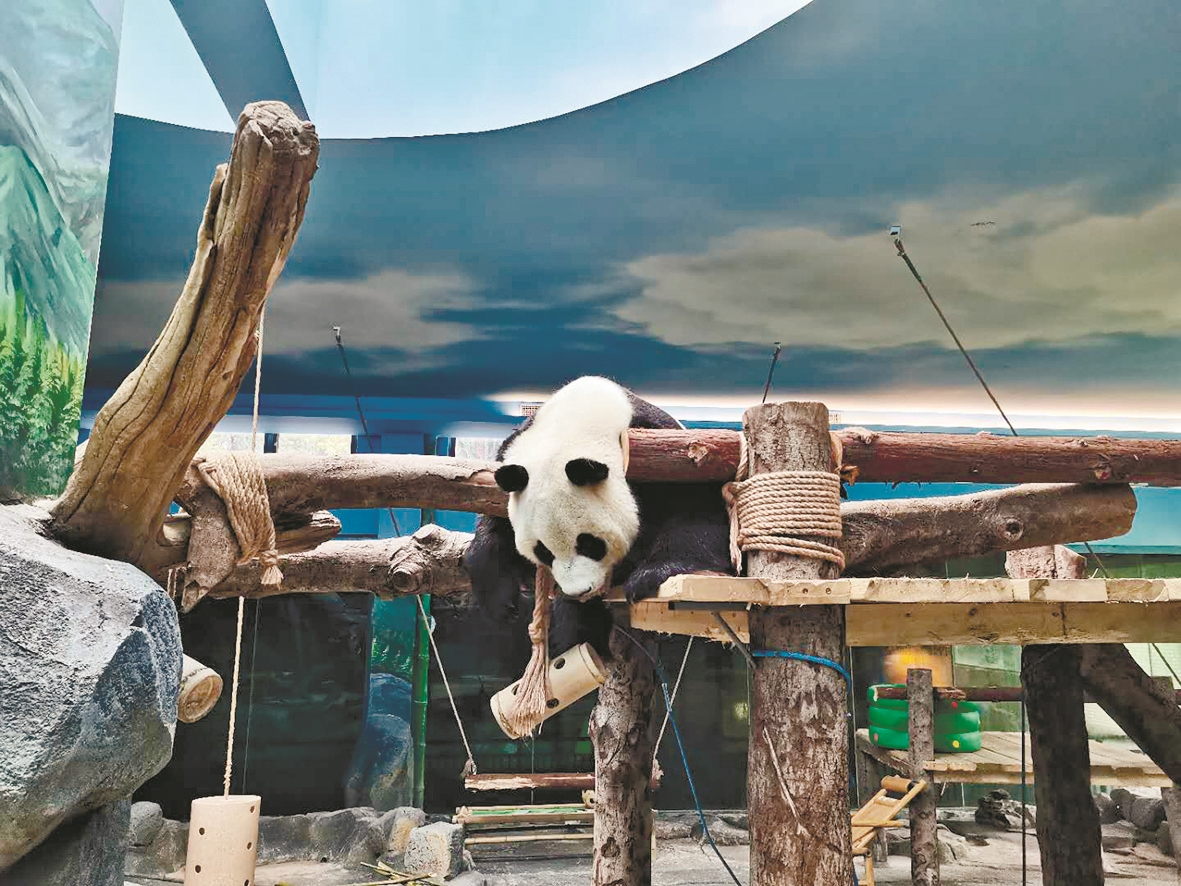 |大熊猫“春俏”“胖妞”来汉一周年 起初吃东西要饲养员喊破嗓子 现在能主动进餐了